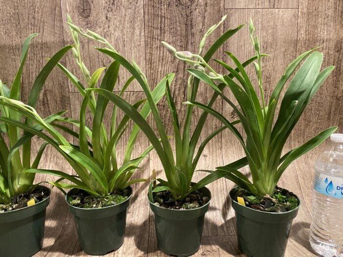 Double Spikes Miltoniopsis Edie Brown (3.5" Pot) - Image 4