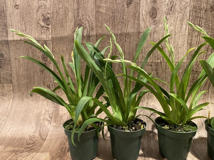 Double Spikes Miltoniopsis Edie Brown (3.5" Pot) - Image 5