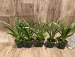 Double Spikes Miltoniopsis Edie Brown (3.5" Pot) - Image 3