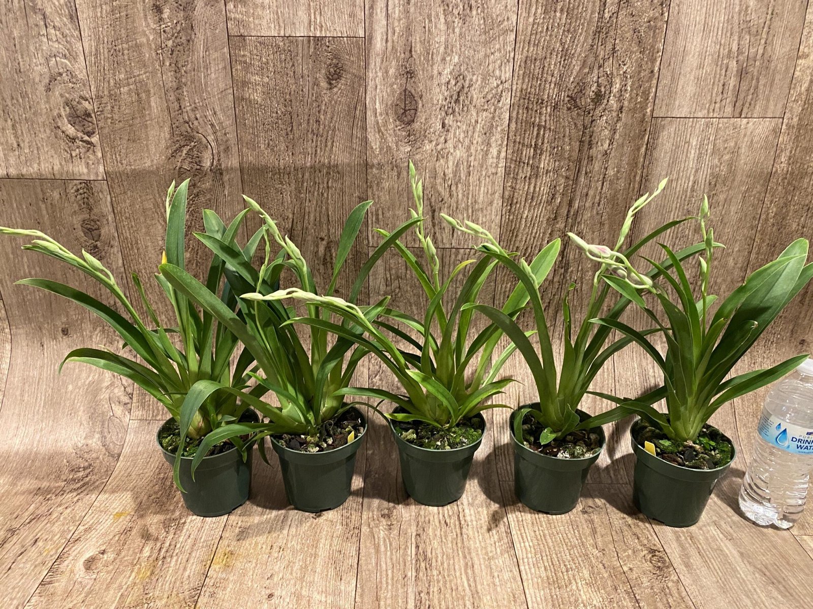il_fullxfull.7296775422_n8oc.jpg Double Spikes Miltoniopsis Edie Brown (3.5" Pot) - Image 3