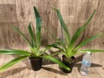 Paphiopedilum Shin-Yi Williams (William Ambler x rothschildianum ‘Black Bird’) (4.5” Pot) - Image 3