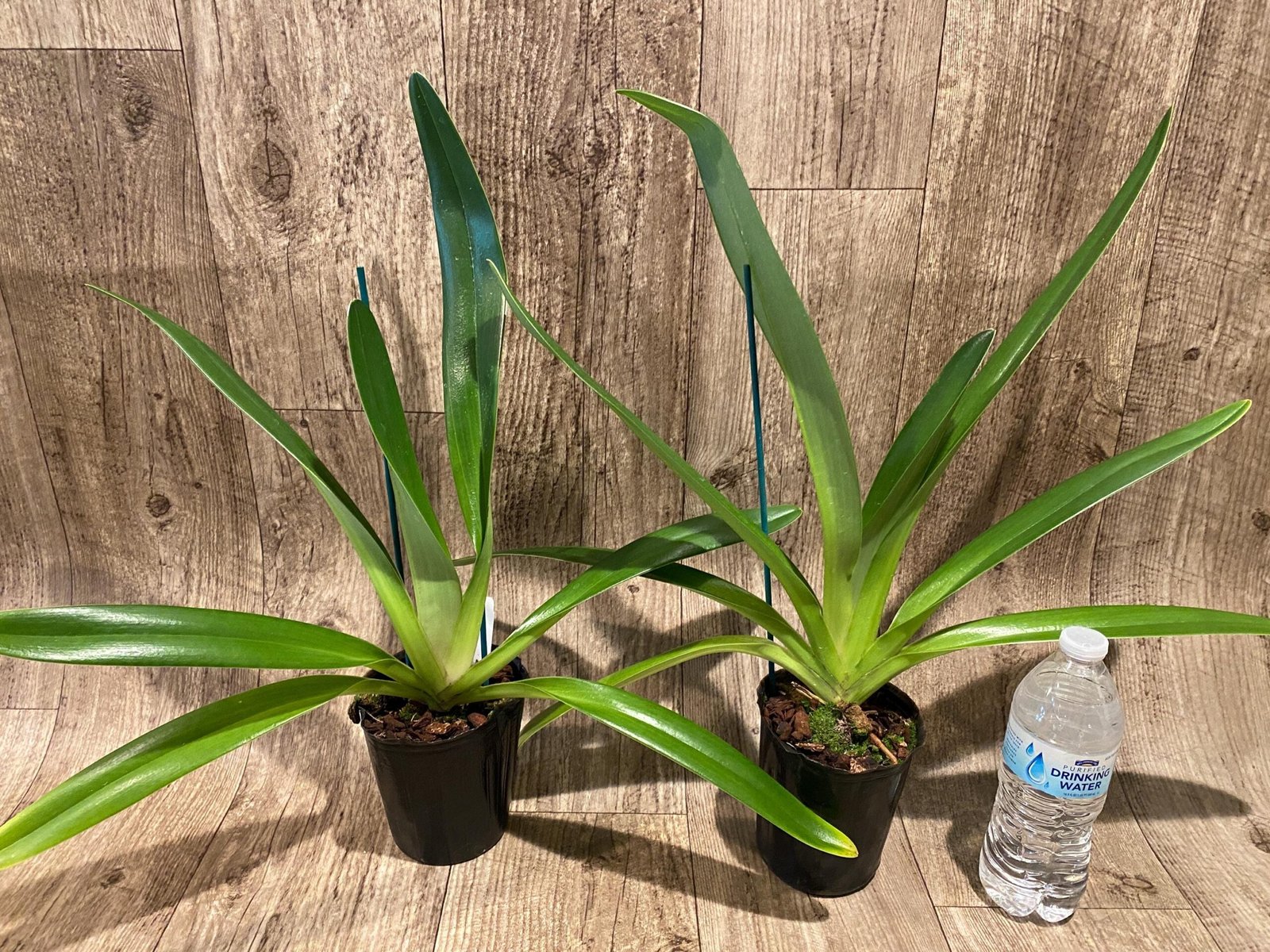 il_fullxfull.7296846354_p4x3.jpg Paphiopedilum Shin-Yi Williams (William Ambler x rothschildianum ‘Black Bird’) (4.5” Pot) - Image 3