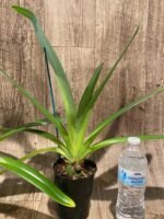 Paphiopedilum Shin-Yi Williams (William Ambler x rothschildianum ‘Black Bird’) (4.5” Pot) - Image 5