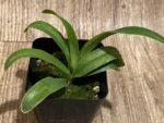Paph. Henryanum x self (3.5” Pot) - Image 2