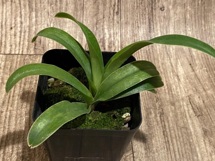 Paph. Henryanum x self (3.5” Pot) - Image 2