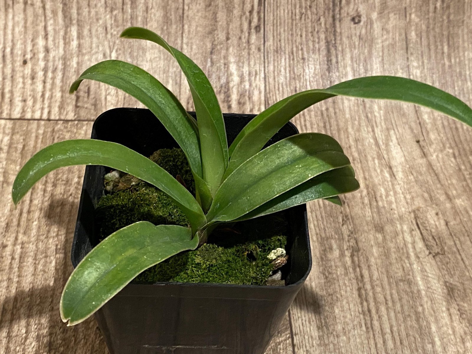 il_fullxfull.7298463700_iiva.jpg Paph. Henryanum x self (3.5” Pot) - Image 2