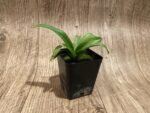 Paph. Henryanum x self (3.5” Pot) - Image 5