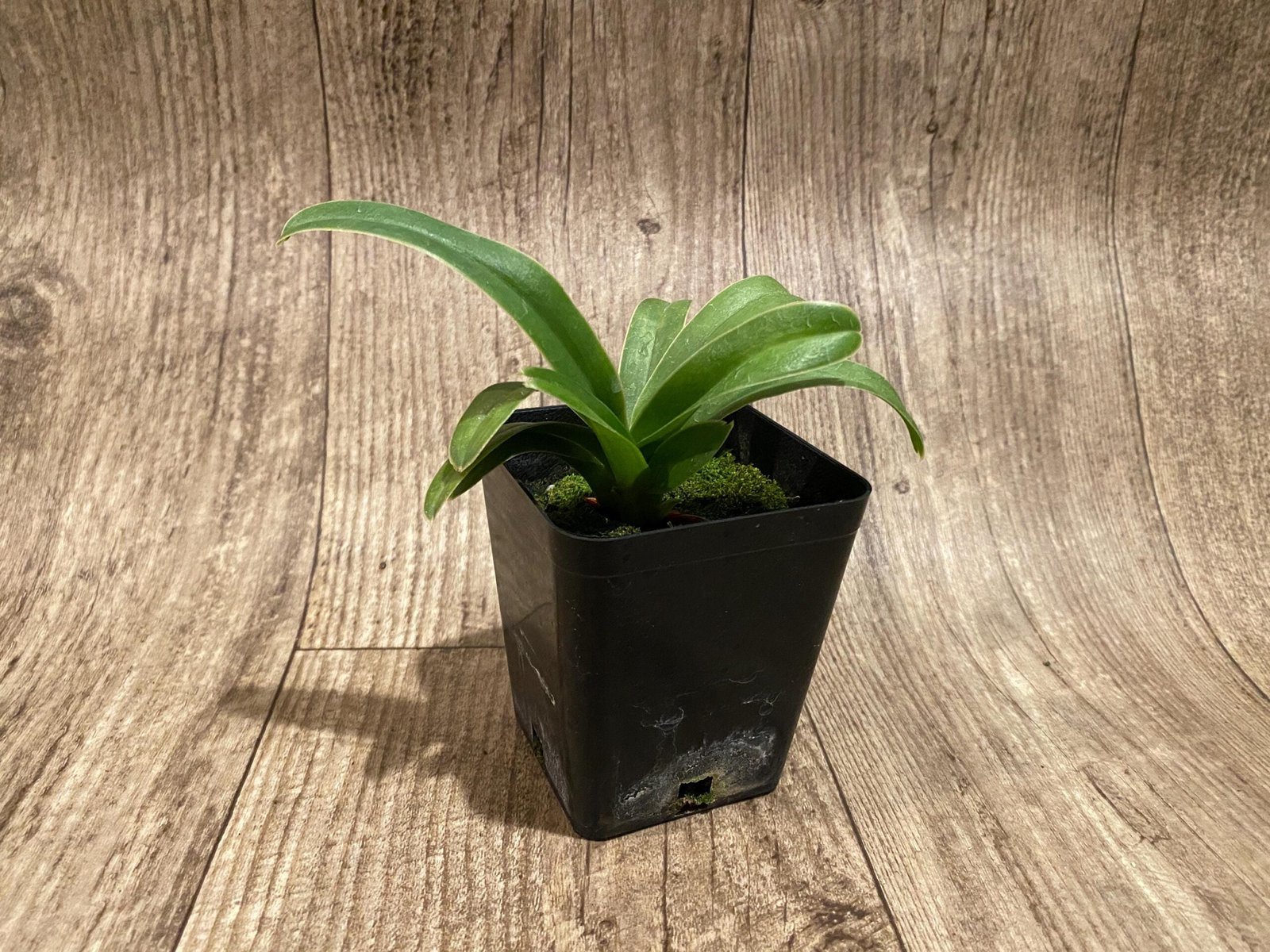 il_fullxfull.7298463730_3yev.jpg Paph. Henryanum x self (3.5” Pot) - Image 5