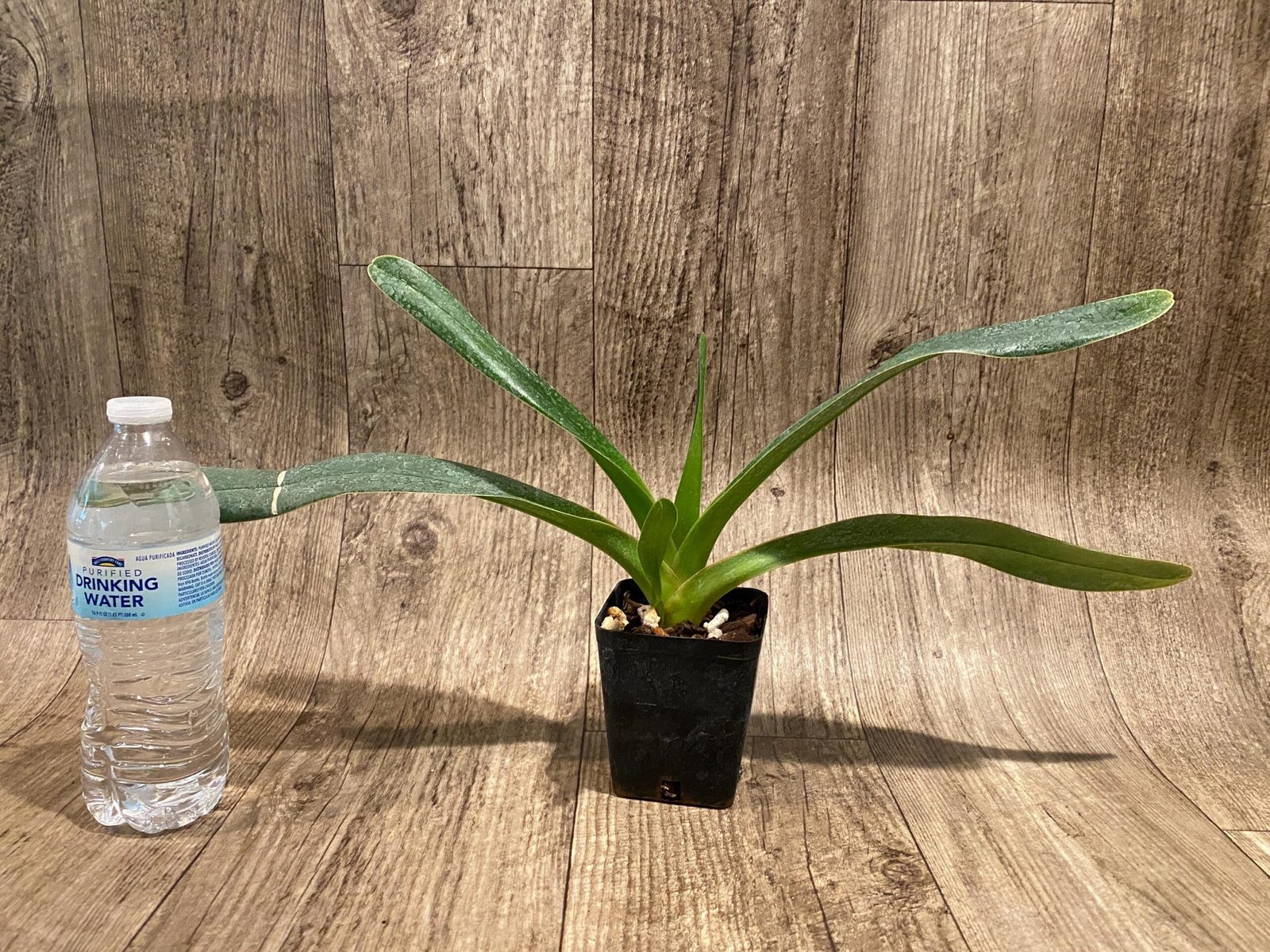 il_fullxfull.7298471714_2t45.jpg Paph. lowii ‘Star Trek’ AQ/AOS x self (3.5” pot) - Image 5