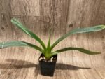 Paph. lowii ‘Star Trek’ AQ/AOS x self (3.5” pot) - Image 7