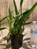Double Spikes Pptm. La Jolla Delight HOF AM/AOS Compact (3.5" pot) - Image 4