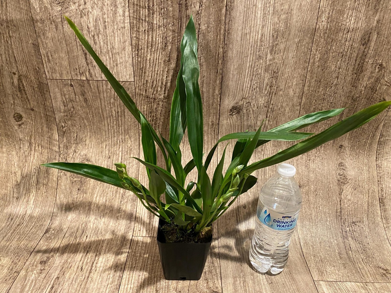 il_fullxfull.7298499982_6e06.jpg Quadruple Spikes Pptm. La Jolla Delight HOF AM/AOS Compact (3.5" pot) - Image 5