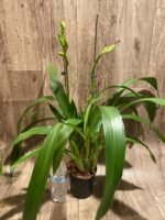 Huge Plants Zygopetalum Mackayii (5” Pot) - Image 6