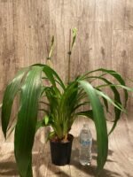 Huge Plants Zygopetalum Mackayii (5” Pot) - Image 9