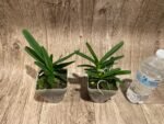 Vanda ampullacea x sib 3 Growths (3.5” pot) - Image 2