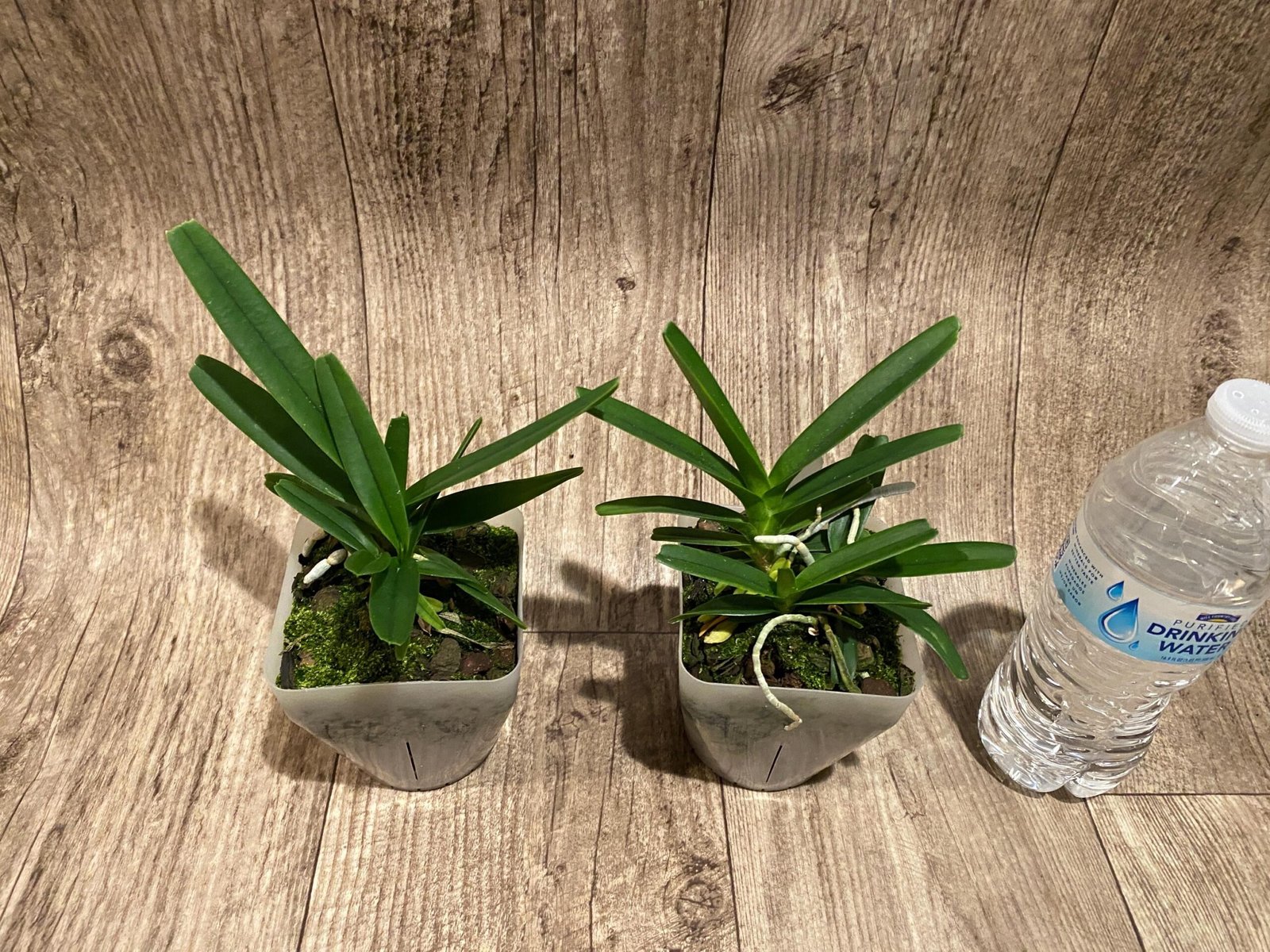 il_fullxfull.7298683742_6y5a.jpg Vanda ampullacea x sib 3 Growths (3.5” pot) - Image 2