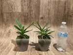 Vanda ampullacea x sib 3 Growths (3.5” pot) - Image 3