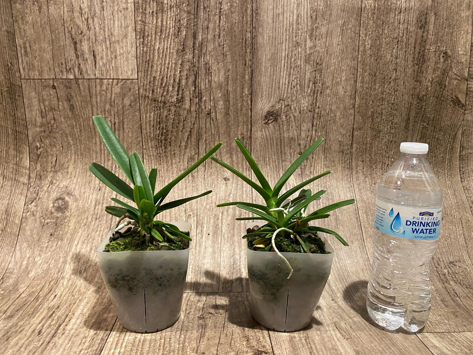 il_fullxfull.7298683794_ijkn.jpg Vanda ampullacea x sib 3 Growths (3.5” pot) - Image 3