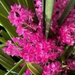 Vanda ampullacea x sib 3 Growths (3.5” pot)