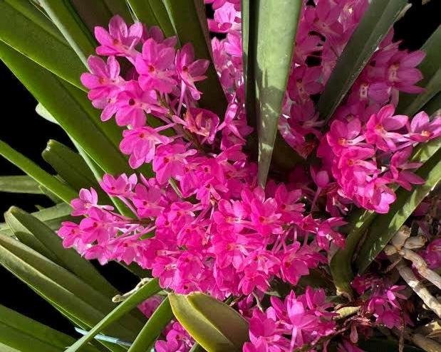 il_fullxfull.7298684708_jpv4.jpg Vanda ampullacea x sib 3 Growths (3.5” pot) - Image 1