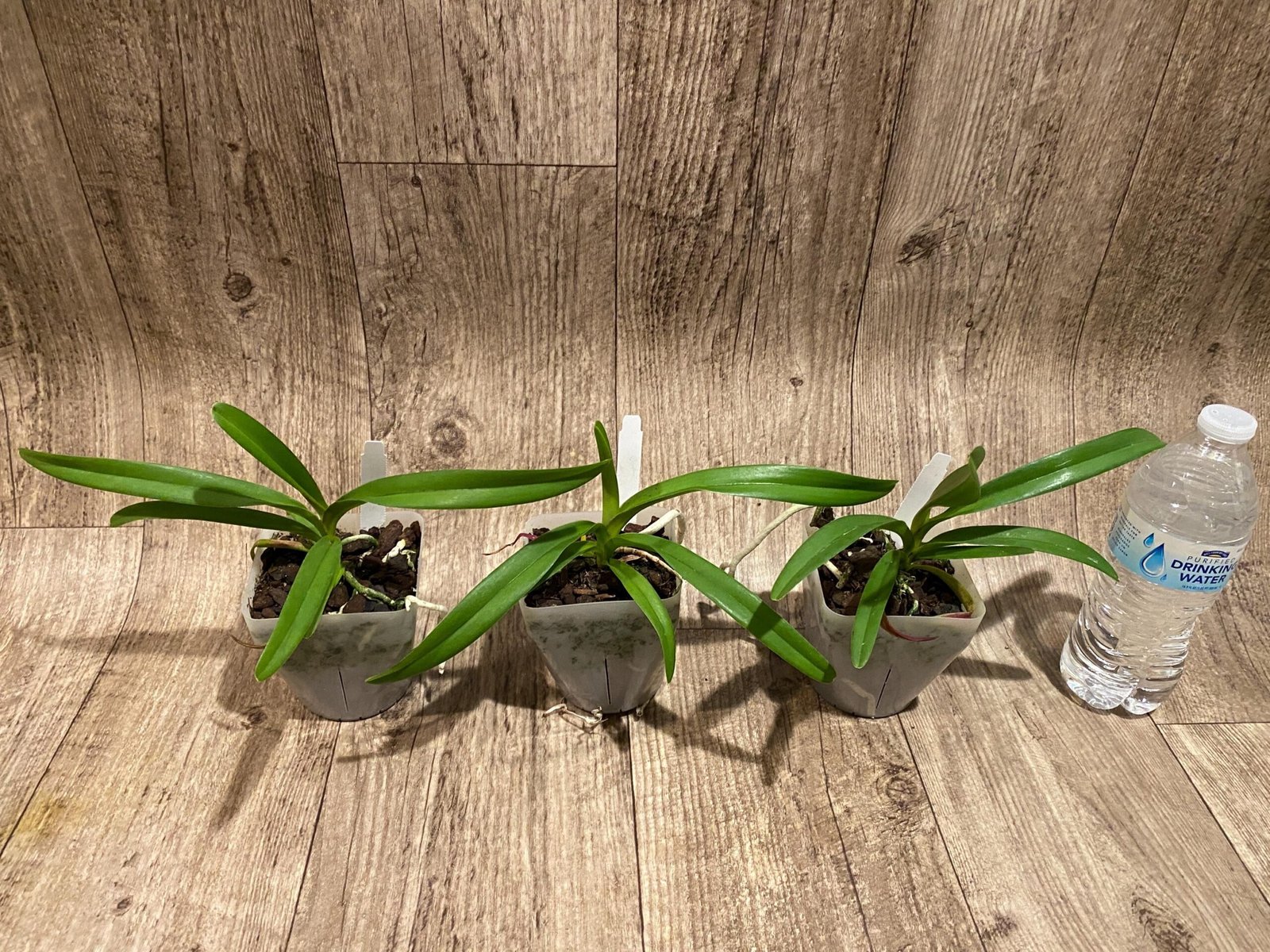 il_fullxfull.7298693930_bbr0.jpg Rhynchorides Chiengmai 'Scented Blue' (3.5” pot) - Image 3
