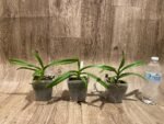Rhynchorides Chiengmai 'Scented Blue' (3.5” pot) - Image 2