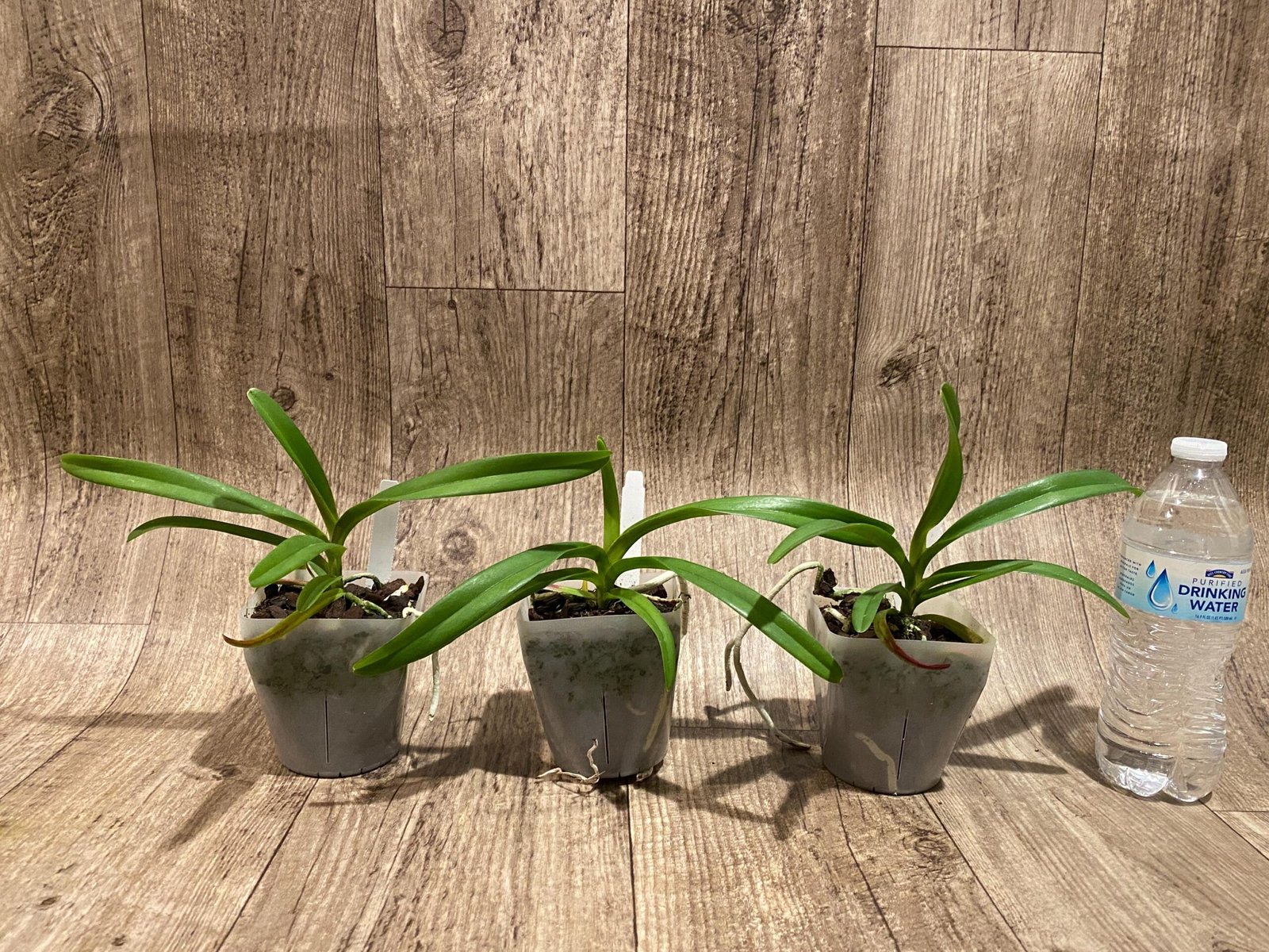 il_fullxfull.7298693982_35t4.jpg Rhynchorides Chiengmai 'Scented Blue' (3.5” pot) - Image 2