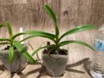 Rhynchorides Chiengmai 'Scented Blue' (3.5” pot) - Image 6