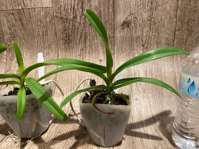 Rhynchorides Chiengmai 'Scented Blue' (3.5” pot) - Image 6