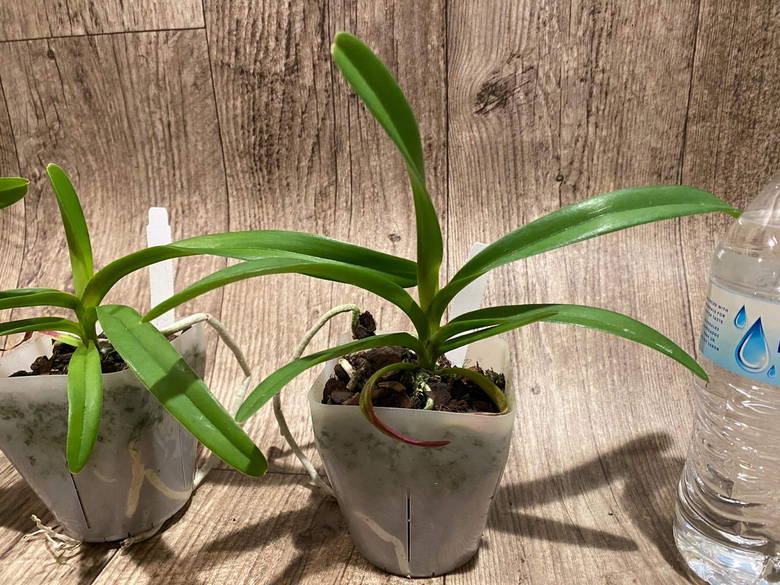 il_fullxfull.7298693992_jd67.jpg Rhynchorides Chiengmai 'Scented Blue' (3.5” pot) - Image 6