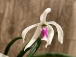 Leptotes bicolor x sib ('EVe' x 'MS') (3” pot) - Image 2