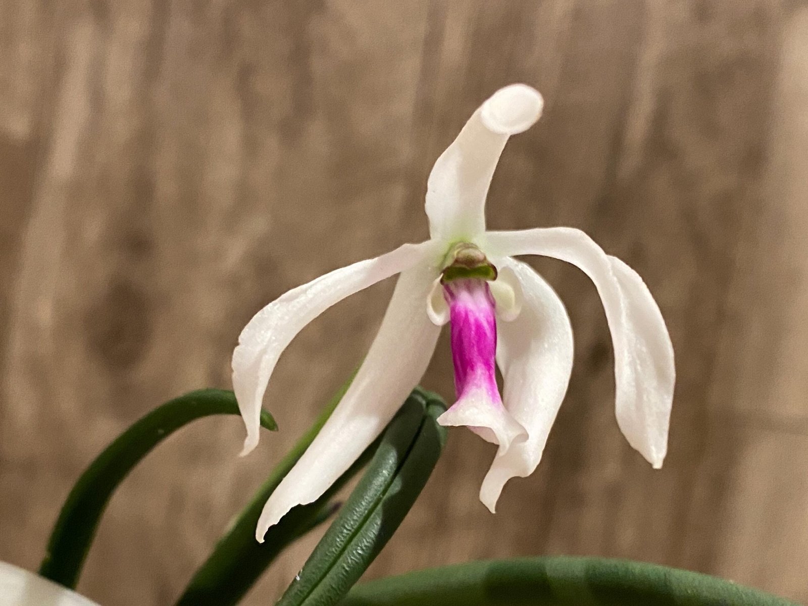 il_fullxfull.7298707738_681k.jpg Leptotes bicolor x sib ('EVe' x 'MS') (3” pot) - Image 2