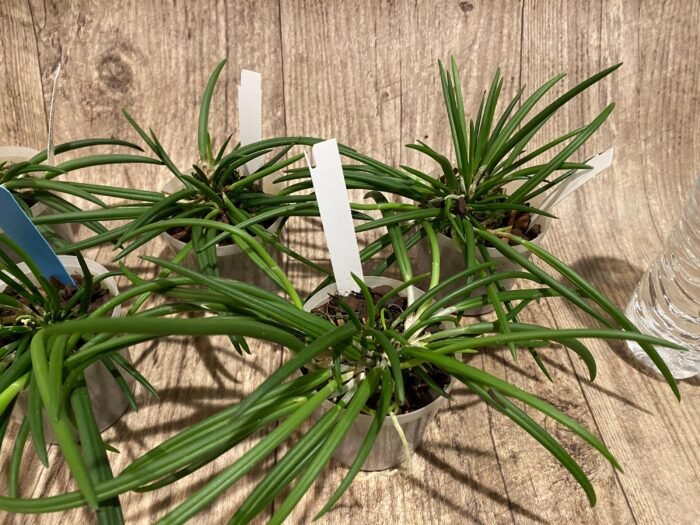 Leptotes bicolor x sib ('EVe' x 'MS') (3” pot) - Image 3
