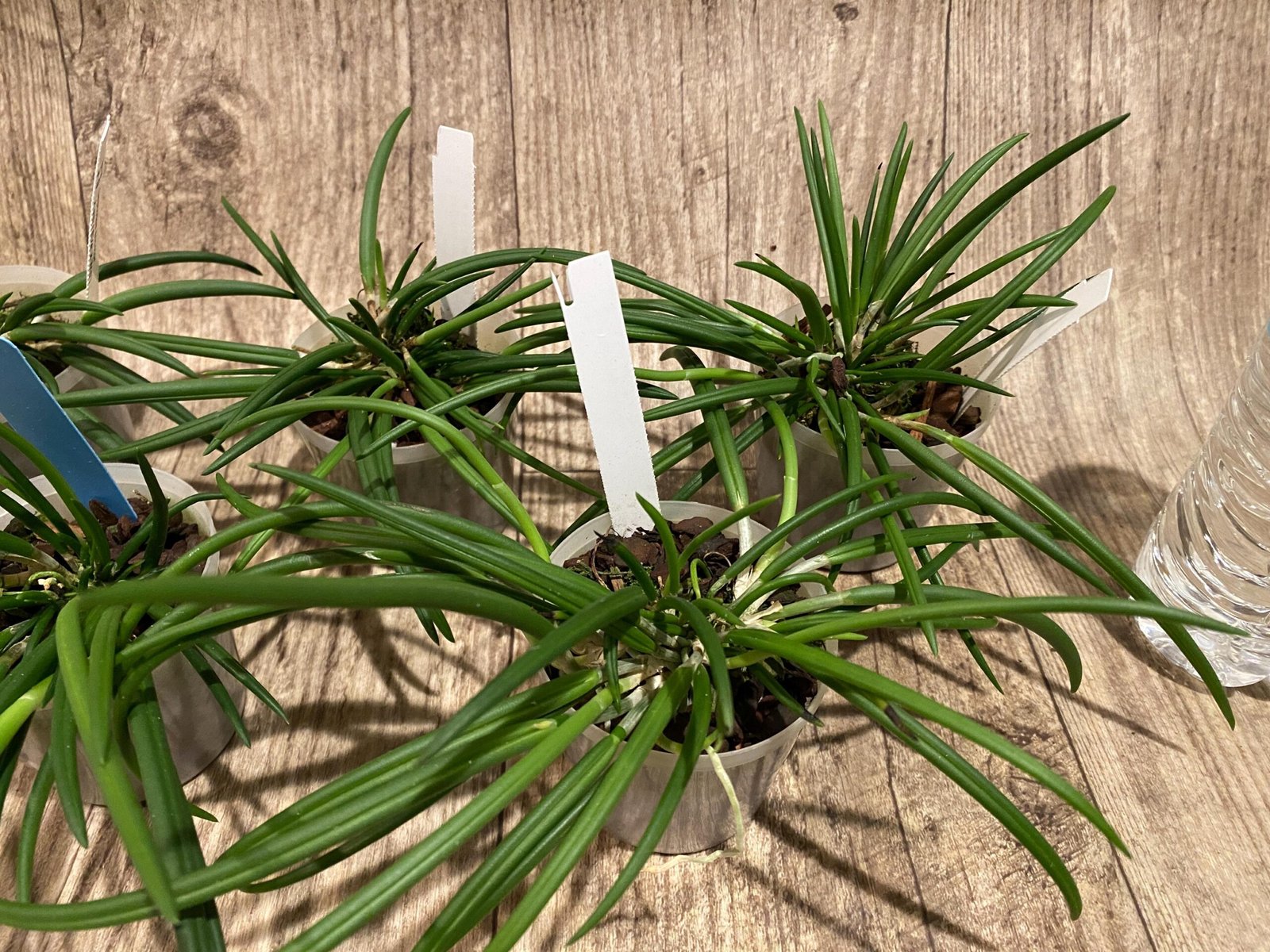 il_fullxfull.7298707844_ks1e.jpg Leptotes bicolor x sib ('EVe' x 'MS') (3” pot) - Image 3