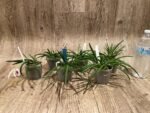 Leptotes bicolor x sib ('EVe' x 'MS') (3” pot) - Image 6
