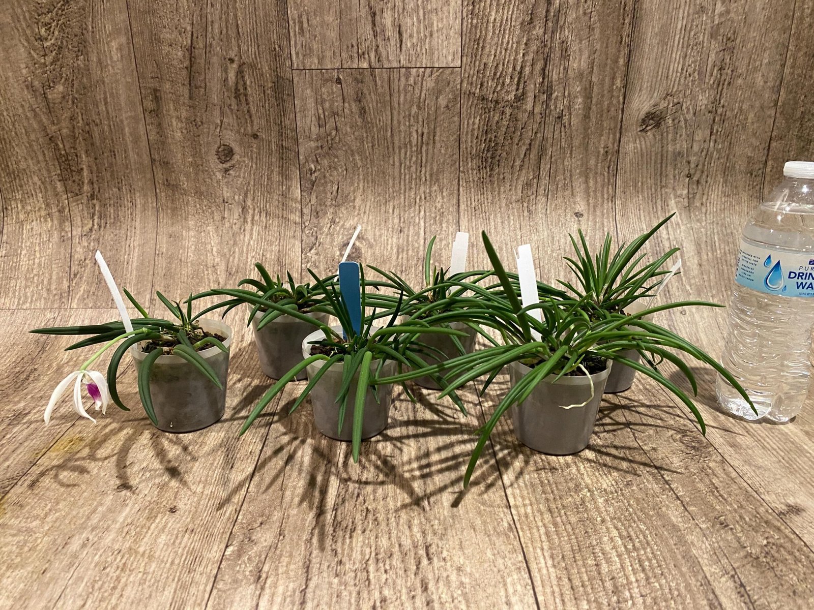 il_fullxfull.7298707872_7jtp.jpg Leptotes bicolor x sib ('EVe' x 'MS') (3” pot) - Image 6