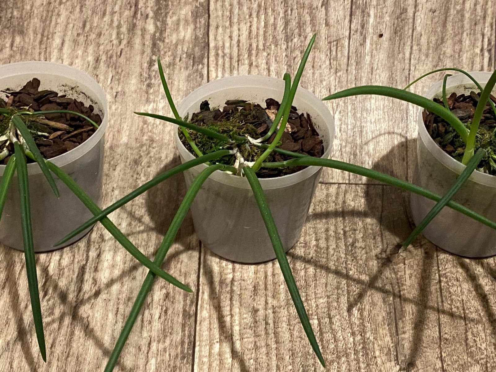 il_fullxfull.7298727758_p7yr.jpg Leptotes politinocoi × sib (3” pot) - Image 5