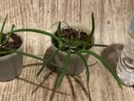 Leptotes politinocoi × sib (3” pot) - Image 6
