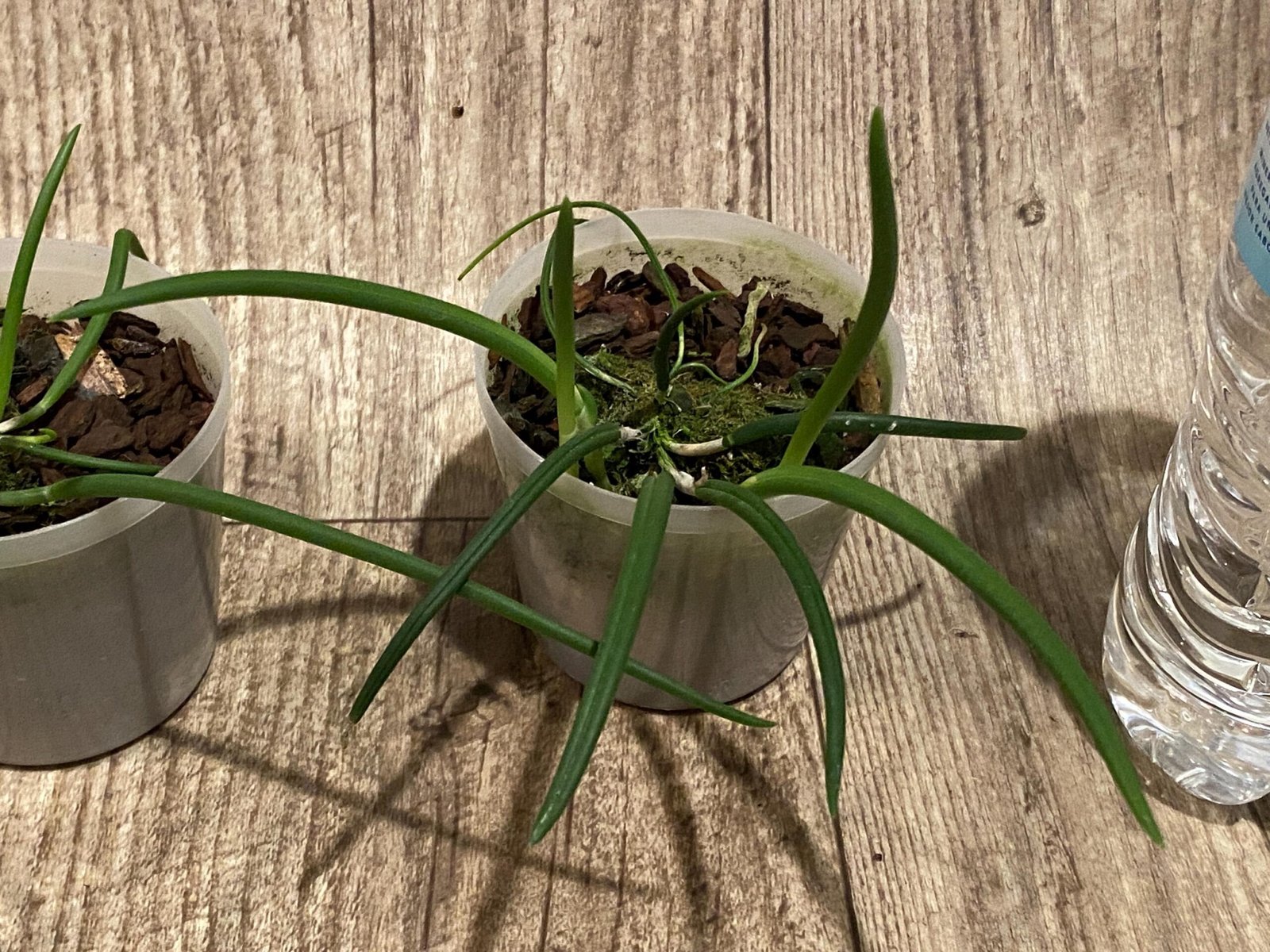 il_fullxfull.7298727774_cv5n.jpg Leptotes politinocoi × sib (3” pot) - Image 6