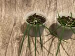 Leptotes politinocoi × sib (3” pot) - Image 7
