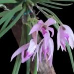 Leptotes politinocoi × sib (3” pot)