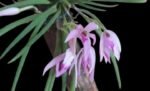 Leptotes politinocoi × sib (3” pot)