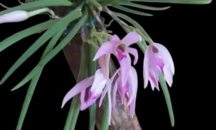 Leptotes politinocoi × sib (3” pot)