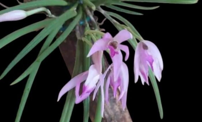 Leptotes politinocoi × sib (3” pot) - Image 1