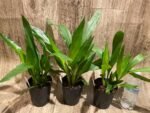 Zygonera Adelaide Meadovs (Z. Titanic × Zga. Dynamo) (3.5” pot) - Image 3