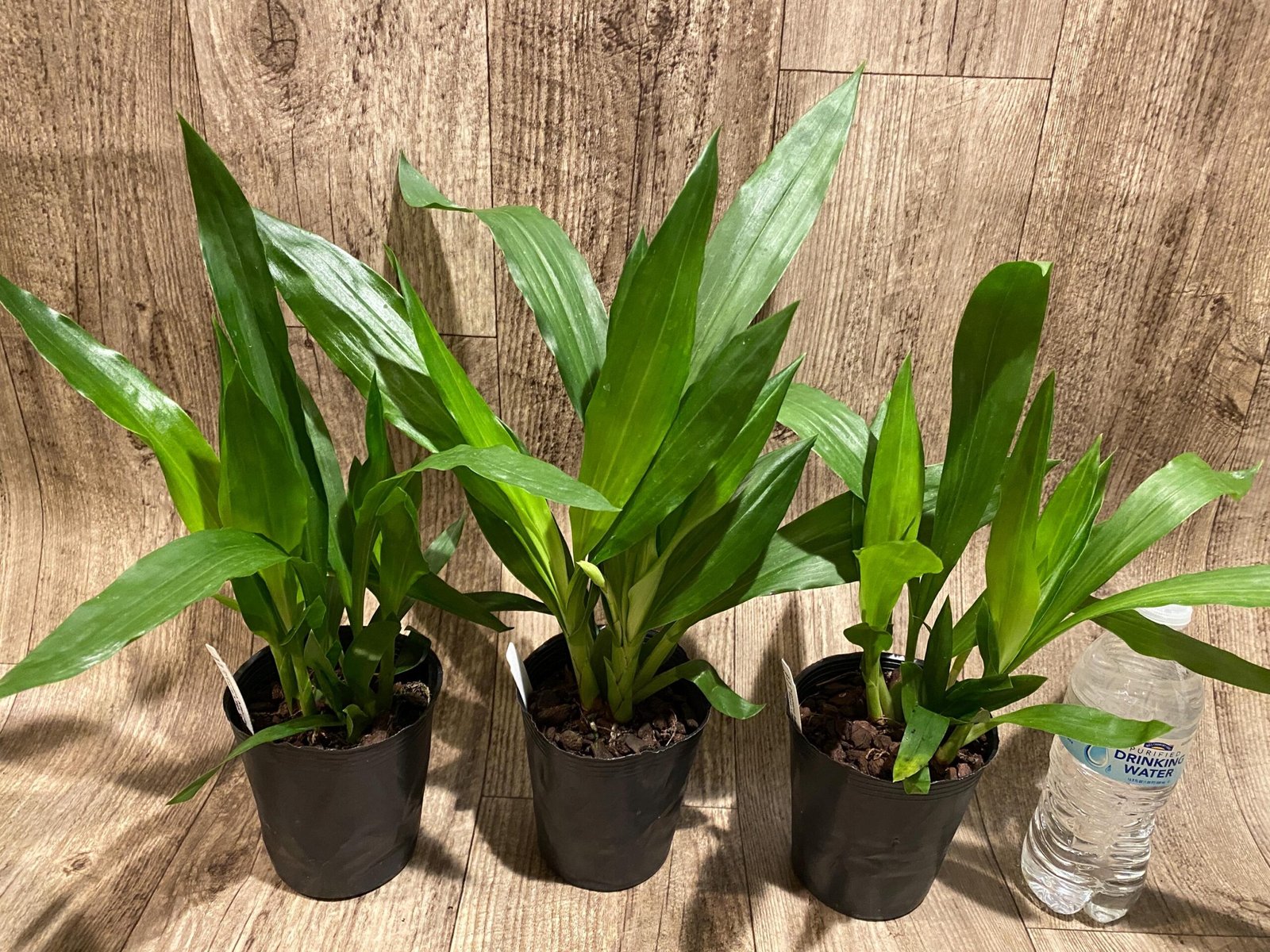 il_fullxfull.7298768592_myf7.jpg Zygonera Adelaide Meadovs (Z. Titanic × Zga. Dynamo) (3.5” pot) - Image 3
