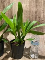 Zygonera Adelaide Meadovs (Z. Titanic × Zga. Dynamo) (3.5” pot) - Image 6