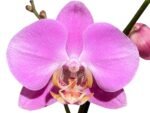 Double Spikes Phalaenopsis Jiubao Pink Lady (4.5" pot) - Image 2