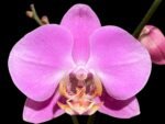 Double Spikes Phalaenopsis Jiubao Pink Lady (4.5" pot)