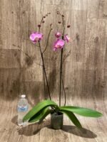 Double Spikes Phalaenopsis Jiubao Pink Lady (4.5" pot) - Image 7